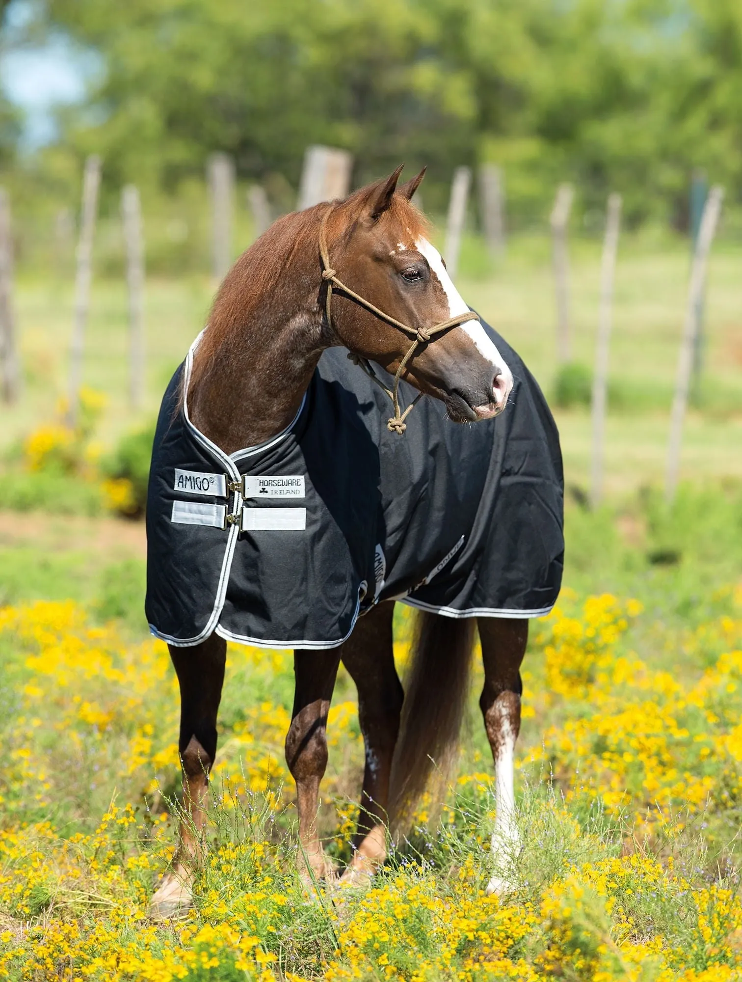 Amigo Stock Horse Lightweight Turnout Sheet