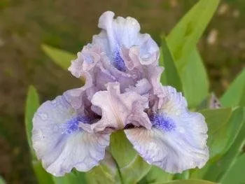 Patio Iris For Your Pleasure!