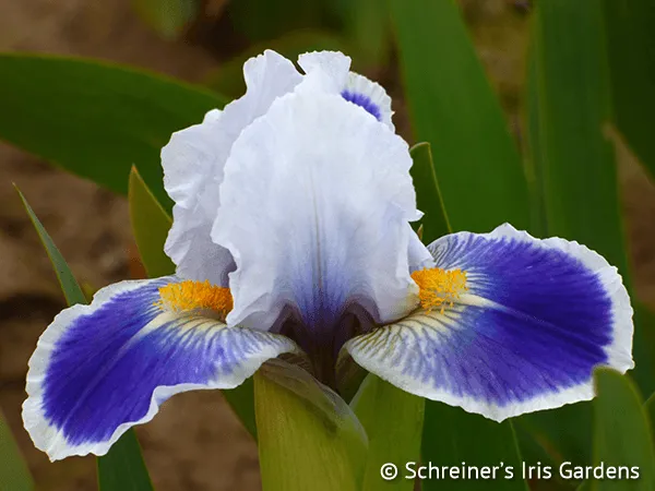 Patio Iris For Your Pleasure!